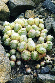 Sempervivum arachnoideum ssp tomentosum